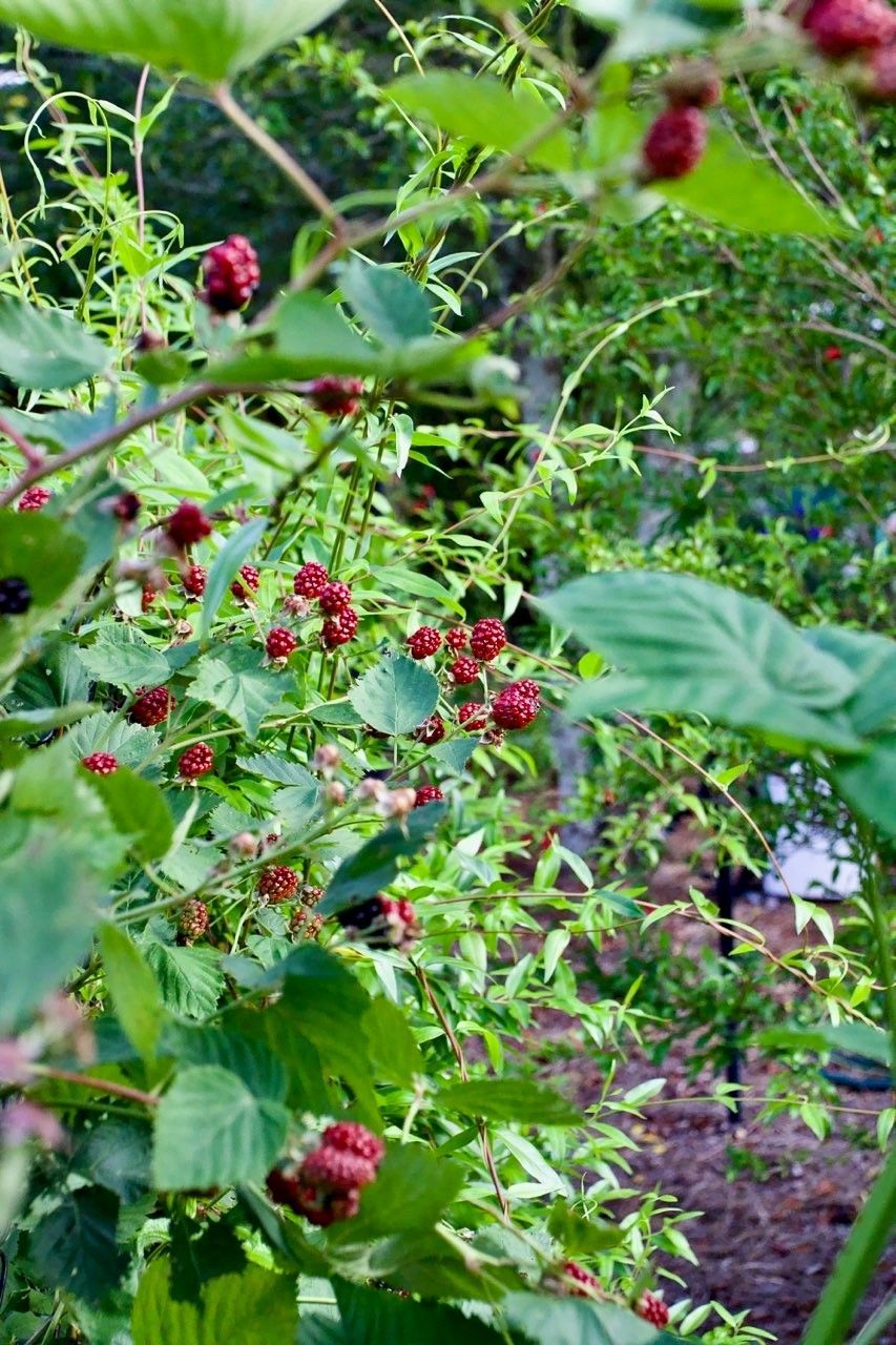 Knights Market plants #9