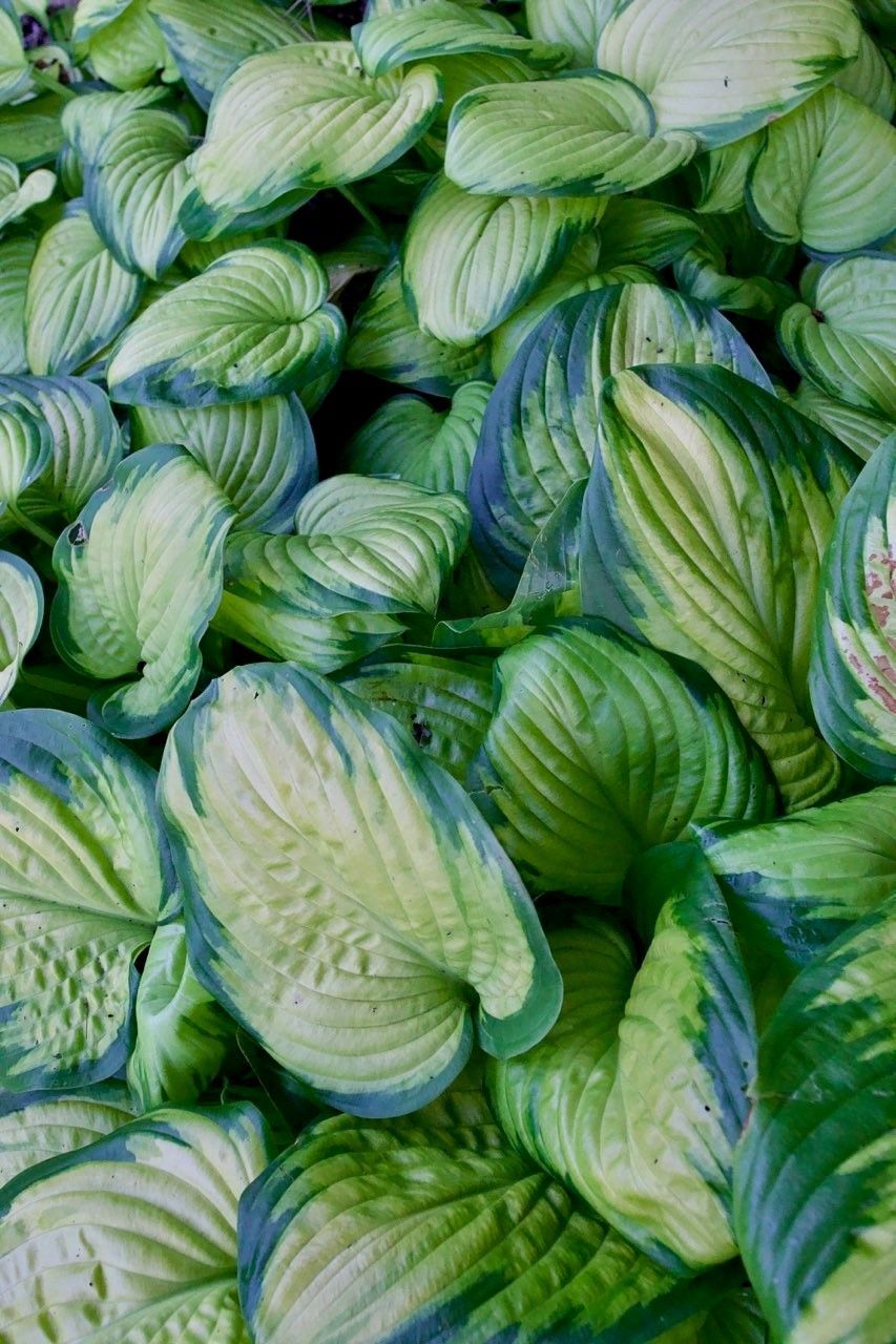 Knights Market plants #10