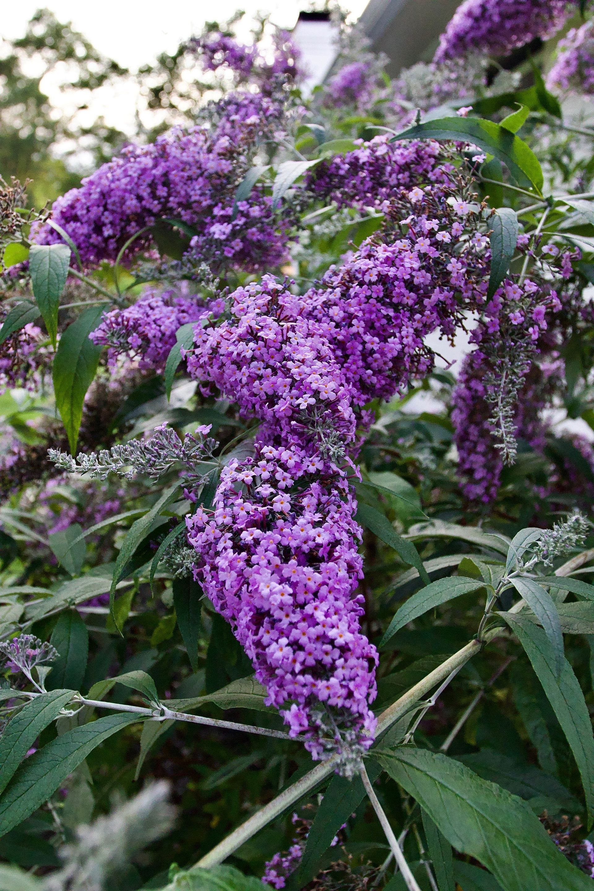 Knights Market plants #7