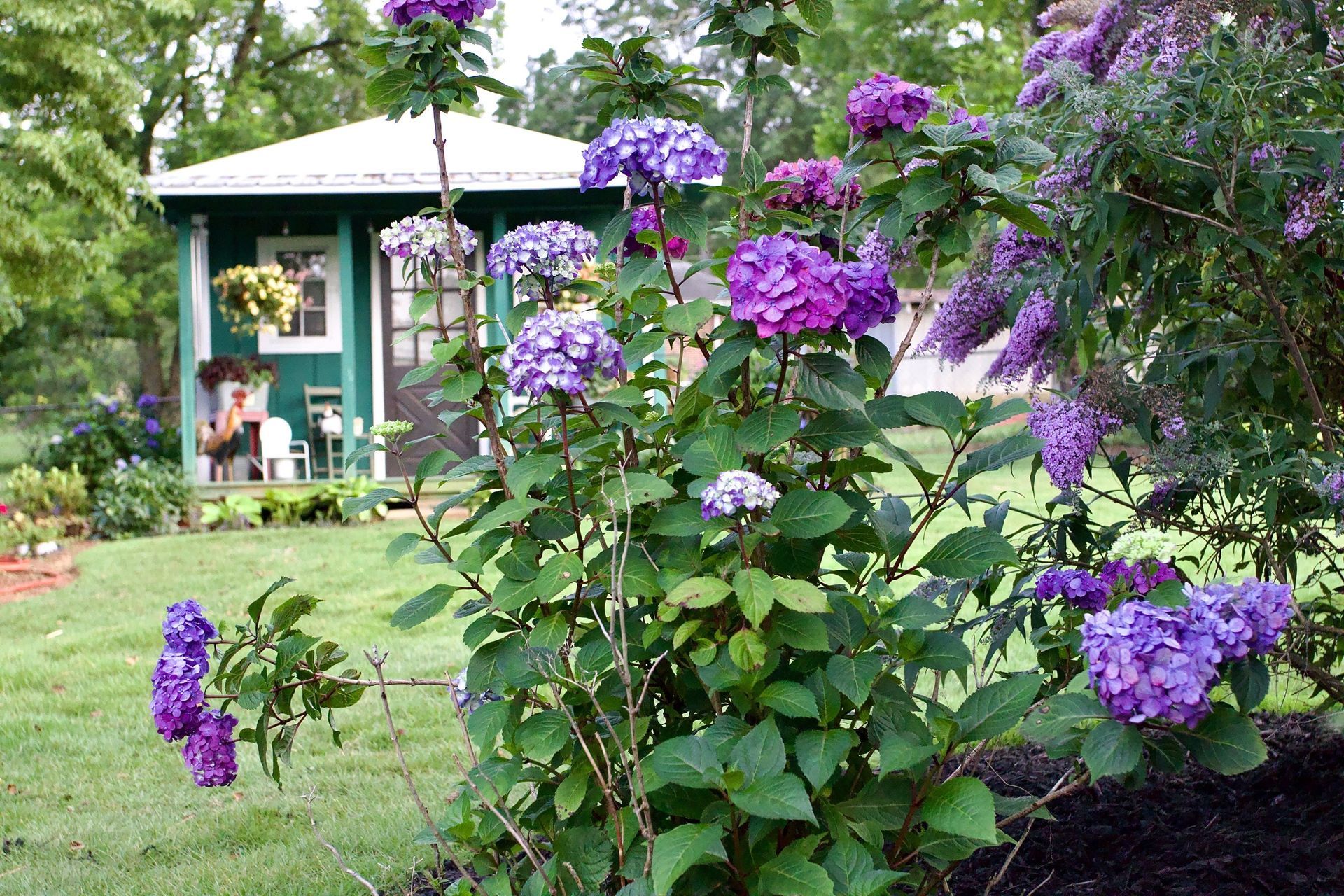 Knights Market plants #8