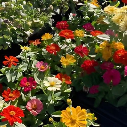 A cluster of colorful zinnia flowers in shades of red, yellow, pink, and orange growing in a garden.
