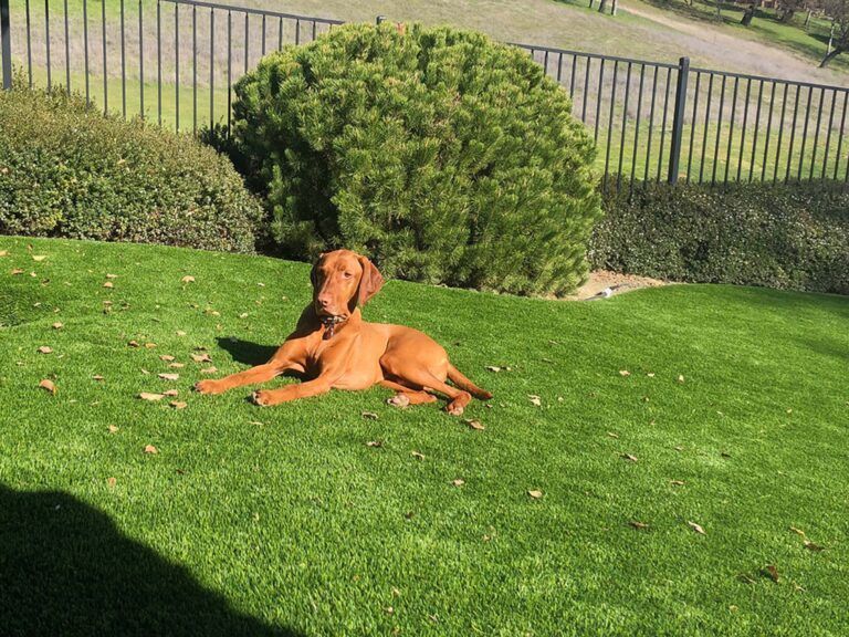 Two brown dogs relaxing on green grass, near a hedge and a fence.