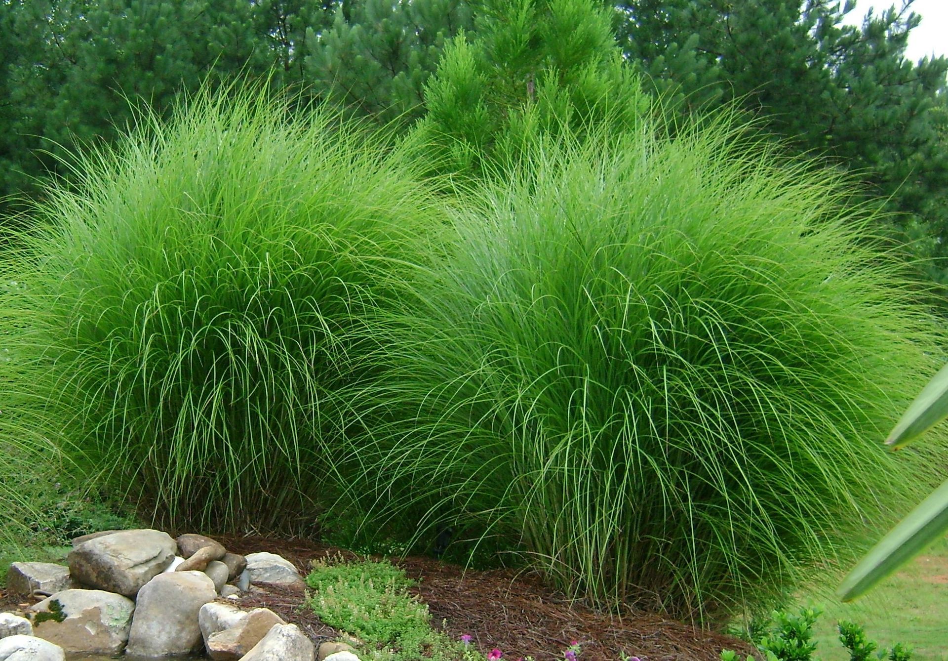 Two lush green ornamental grasses in a landscaped garden 