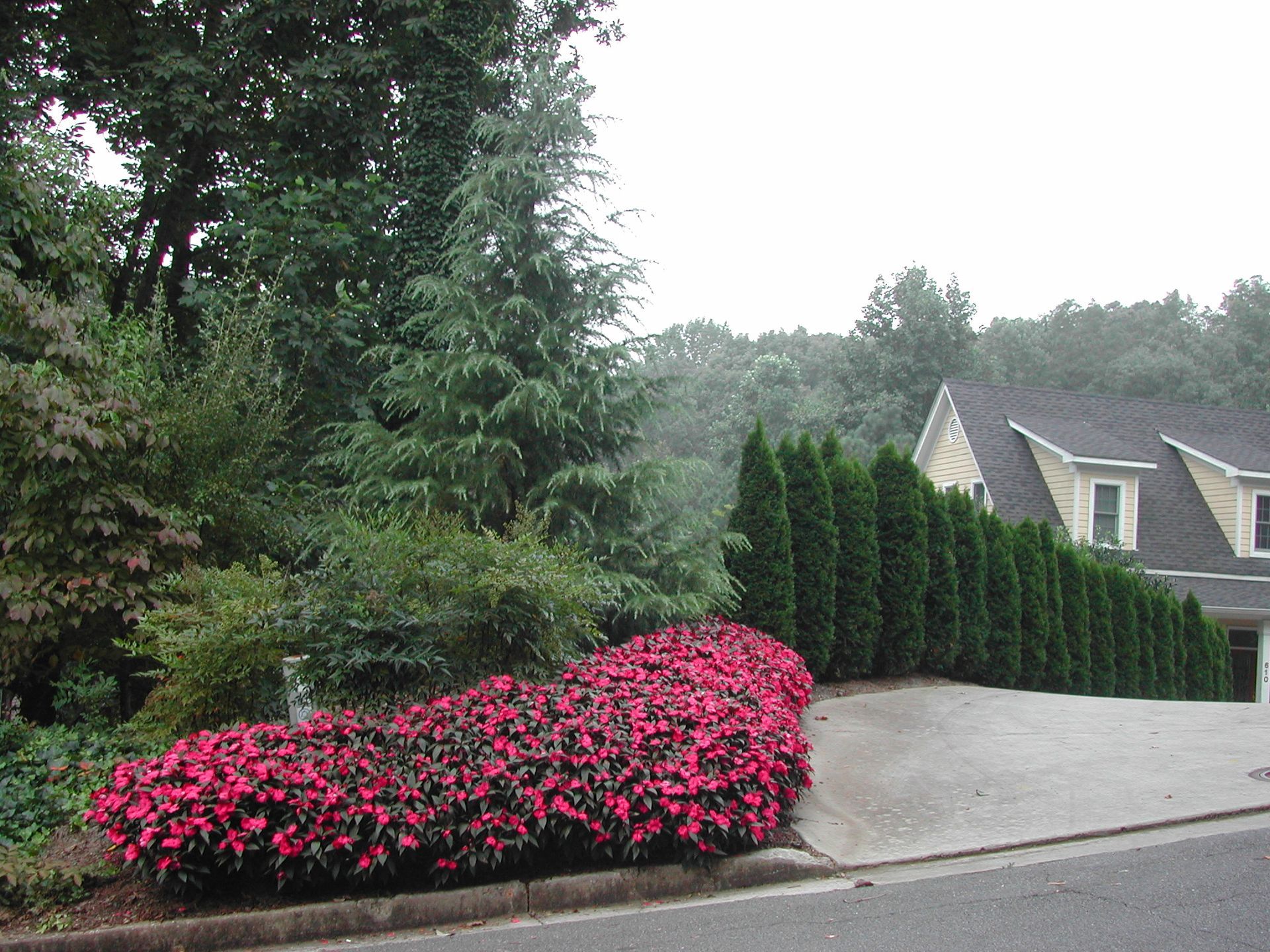 Pink flowers and tall evergreens line a sloped driveway beside a house