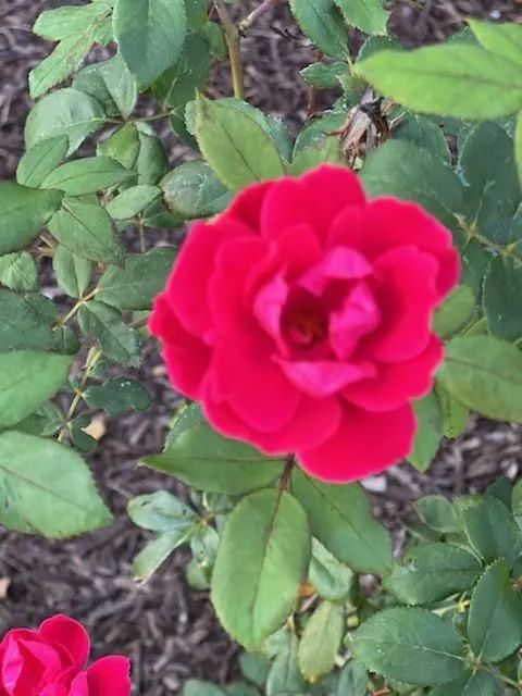 Red rose in full bloom surrounded by green leaves.