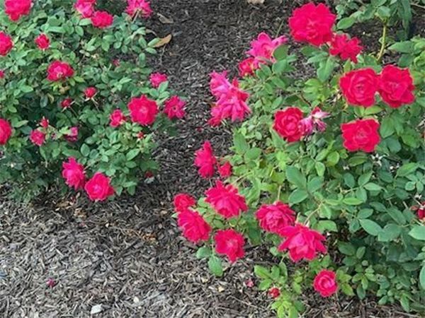 Red rose bushes growing in mulch.