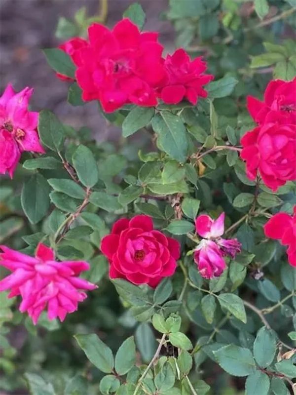 Red and pink roses blooming on a green bush.