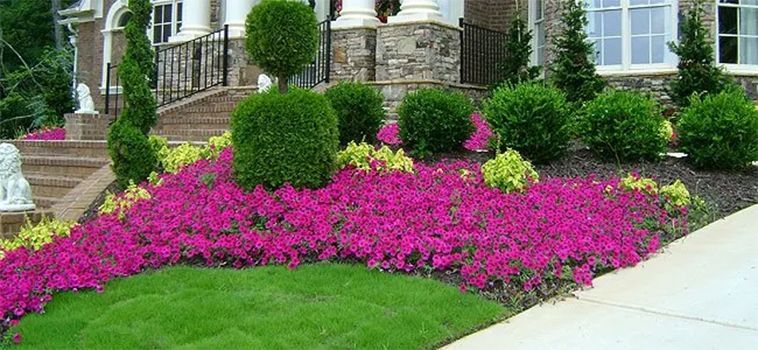 Landscaped flower bed with pink flowers, green bushes, and a lawn in front of a house.