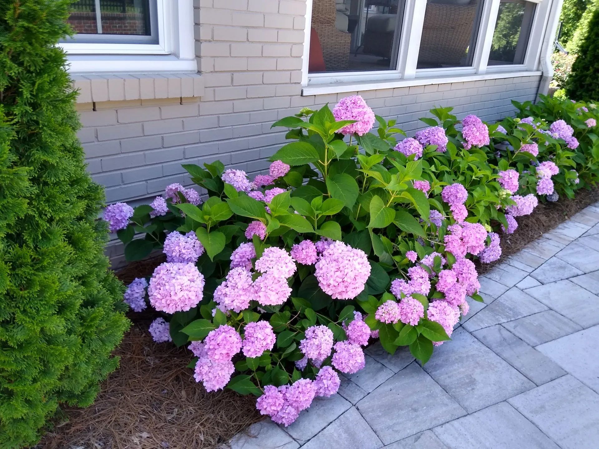 Pink hydrangeas bloom beside a brick wall and a stone walkway, next to a green evergreen shrub.