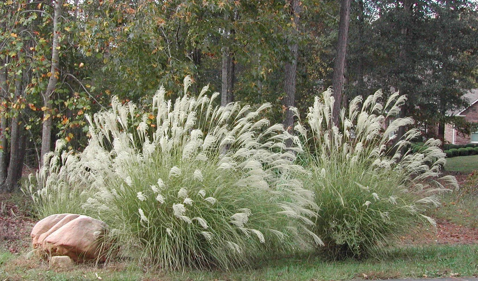 Two ornamental grass clumps with white plumes, next to a large rock on a grassy area near trees.