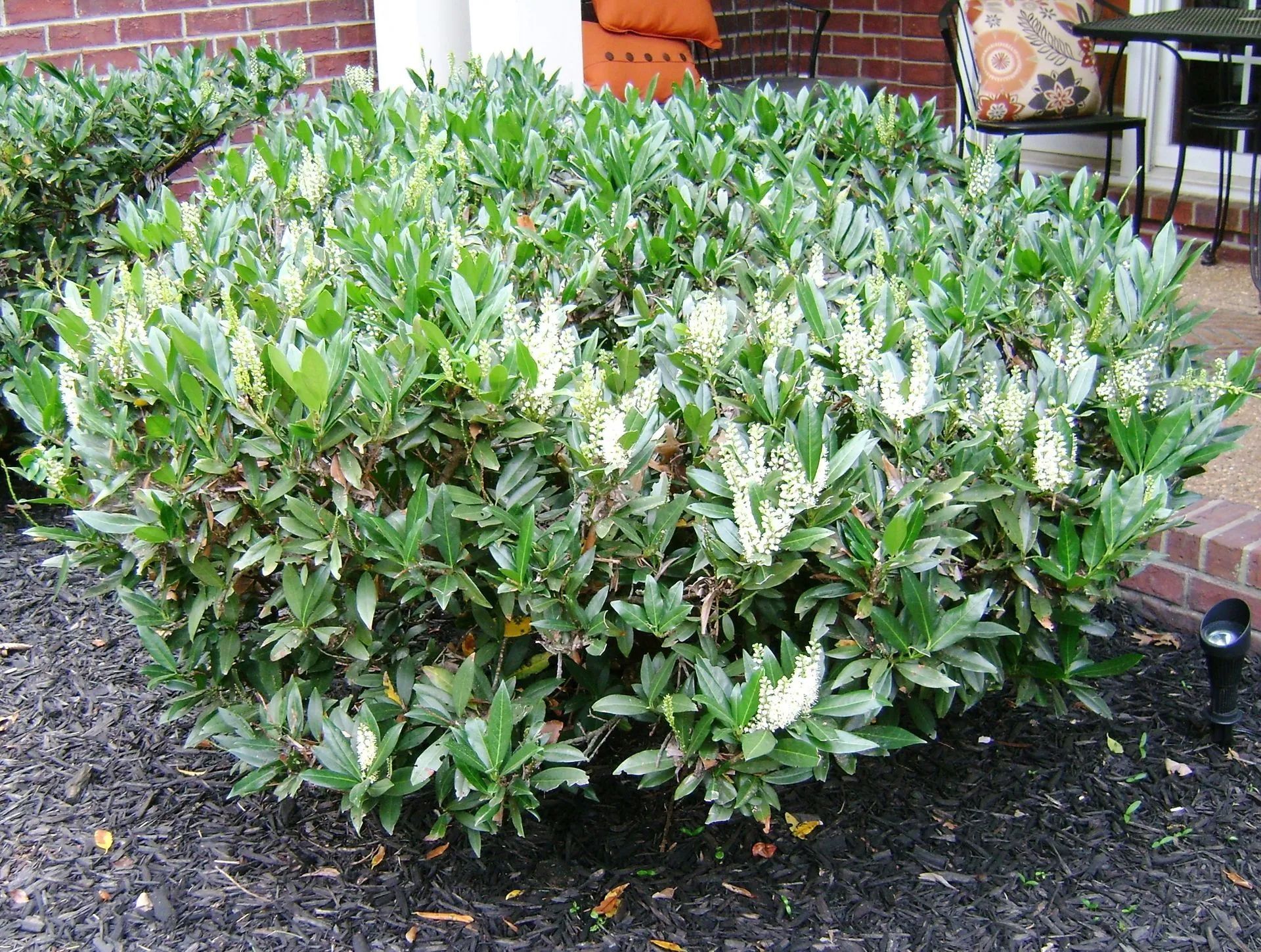 Green shrub with white flower spikes, in front of a brick building on dark mulch.