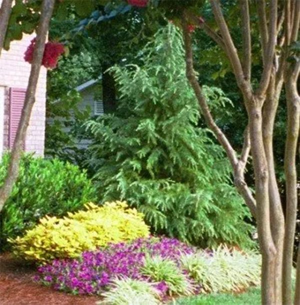 A well-landscaped garden with a tall evergreen tree, flowering plants, and shrubs.