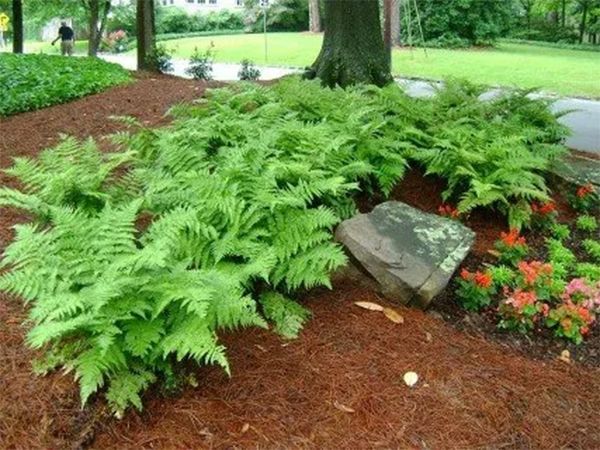 Green ferns in a mulched garden bed with a large stone and small red flowers.