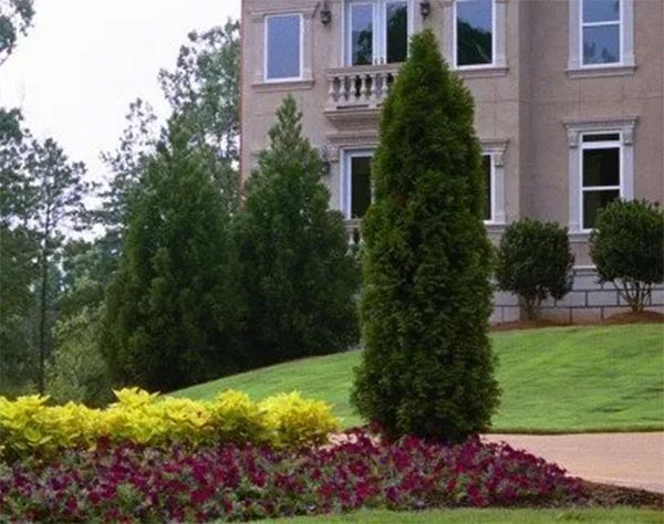 Landscaped yard with cone-shaped trees, flowers, and a house with windows.