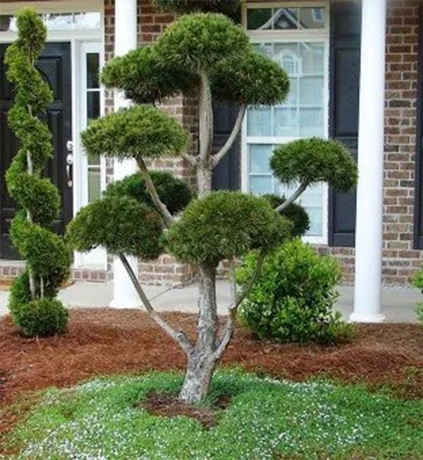 Topiary trees in front of a brick house, sculpted in artistic shapes: spirals and rounded forms.