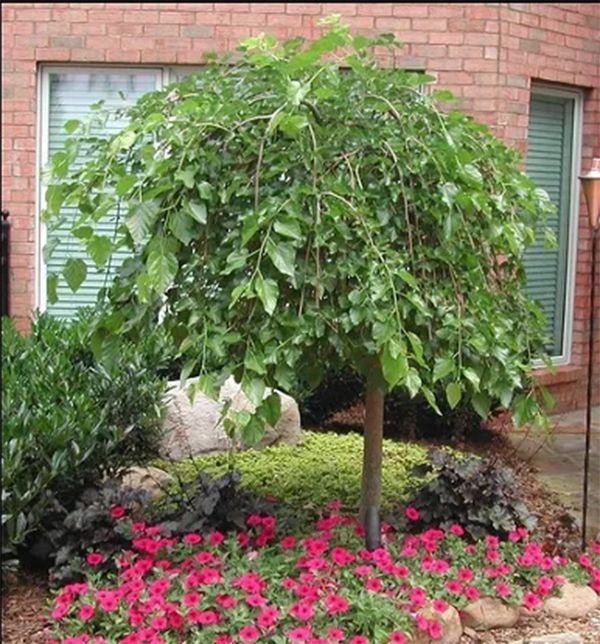 A weeping tree with green leaves, surrounded by red flowers and landscaping against a brick wall.