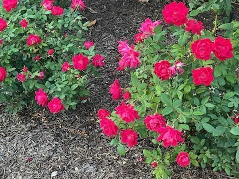 Red roses blooming in a garden with dark mulch.