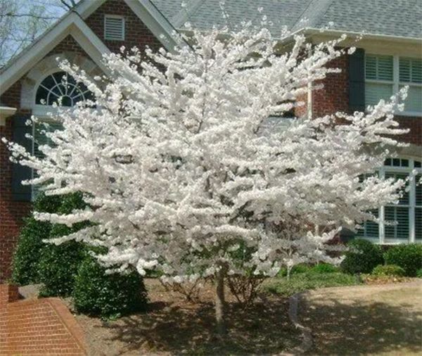 White flowering tree in front of a brick house.