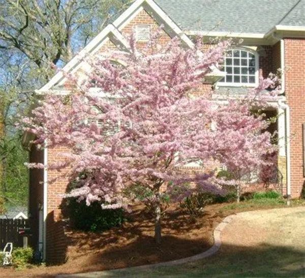 Pink flowering tree in front of a brick house.
