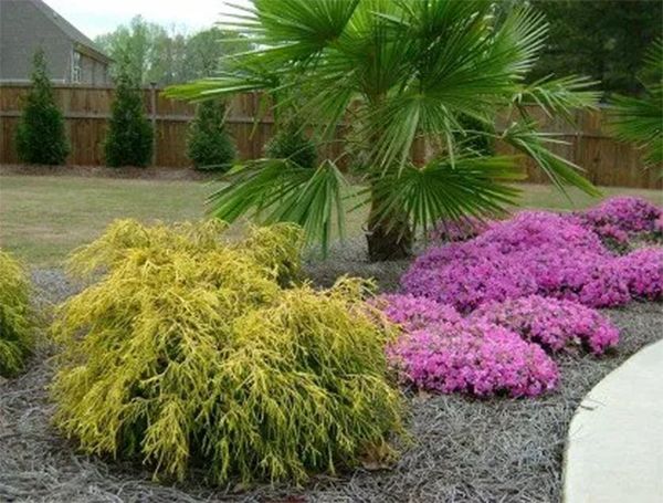 Yellow and pink flowering ground cover with a palm tree, set against a brown wooden fence on a grassy lawn.