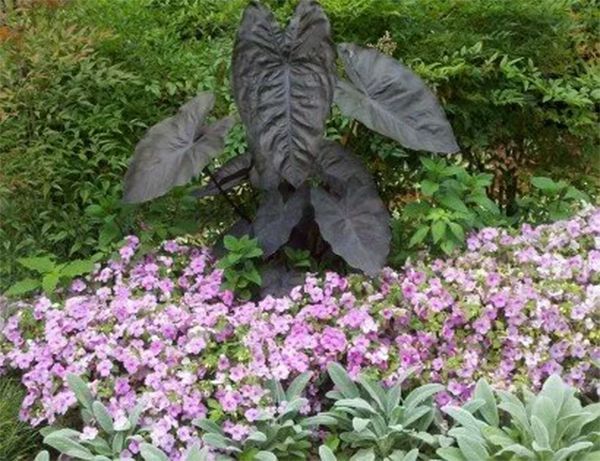 Dark purple elephant ear plant surrounded by pink flowers and green foliage in a garden.
