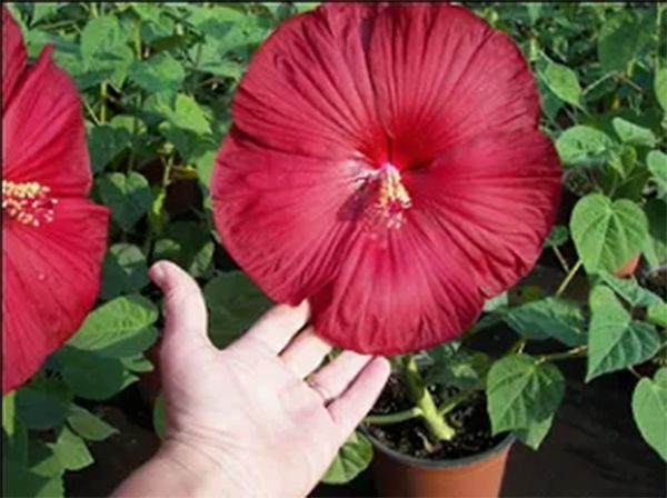 Large red hibiscus flower next to a hand, potted plant in sunlight.