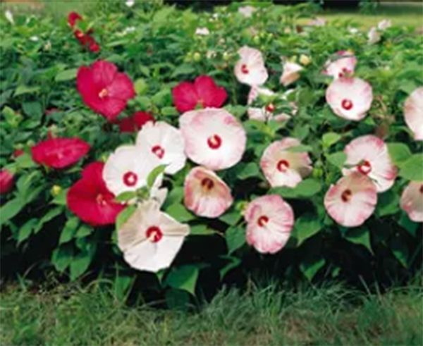 Red and pink hibiscus flowers blooming in a garden bed with green foliage.