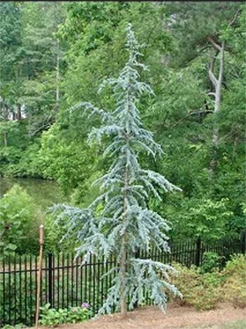 Blue Atlas cedar tree with blue-green needles, next to a black fence, set against lush greenery.