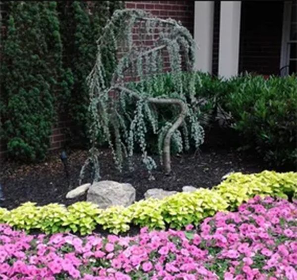 Weeping blue Atlas cedar tree in garden bed with pink and yellow flowers.