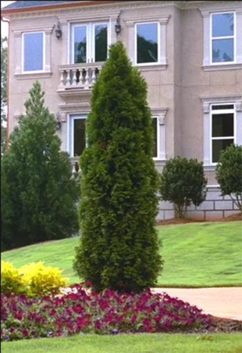 Tall evergreen tree in front of a light-colored stucco house with windows and a small flower bed.