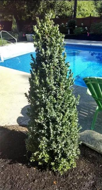 Tall, green, narrow evergreen shrub beside a blue swimming pool.