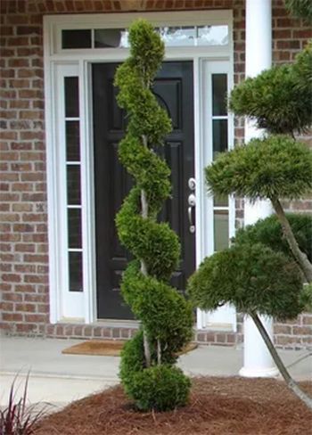 Spiral topiary plant in front of a dark door and brick building.