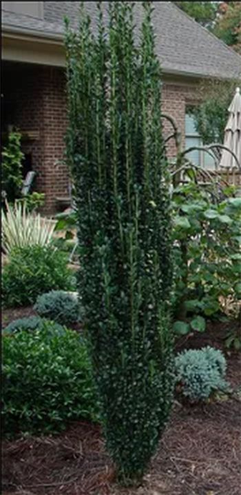 A tall, narrow, evergreen tree in a garden setting, surrounded by other plants and mulch.