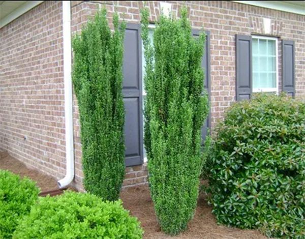 Two tall, columnar green shrubs flank a window with dark shutters on a brick building.