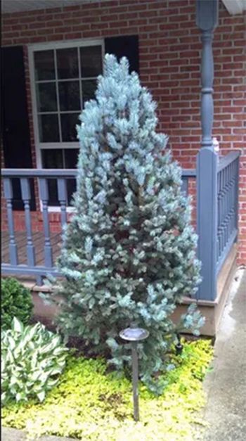 Blue spruce tree next to porch with yellow ground cover and brick exterior.