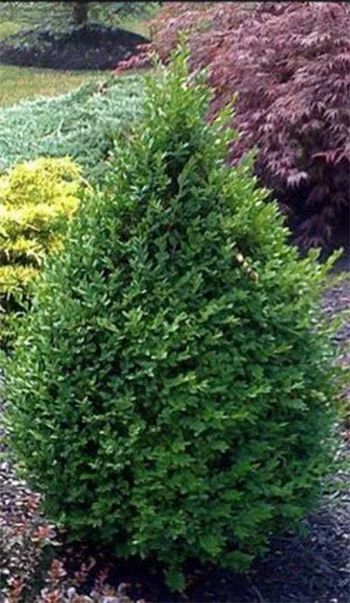Green, conical evergreen shrub with dense foliage in a landscaped setting.