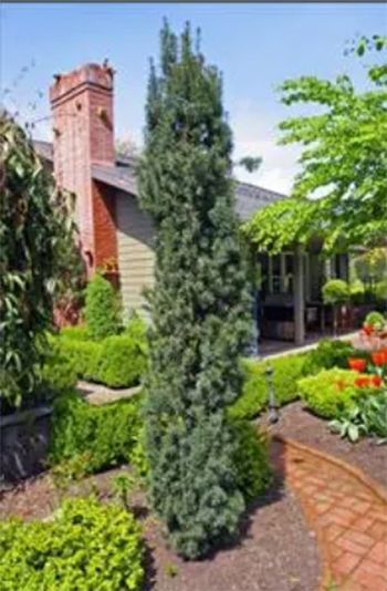 Tall blue-green conifer tree in a garden with a brick chimney and walkway.