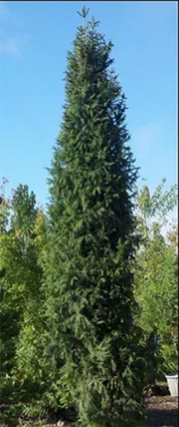 Tall, evergreen tree with dark green needles, reaching towards a clear blue sky.