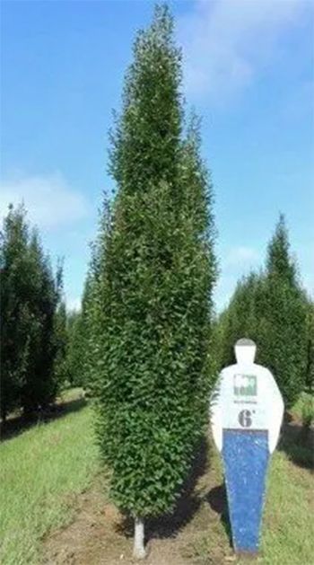 Tall, slender green tree next to a person-shaped sign in a field under a blue sky.
