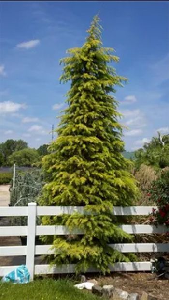Tall, yellow-green conifer tree behind a white picket fence on a sunny day with blue sky and some clouds.