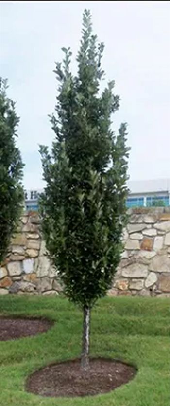 A slender, evergreen tree with a narrow, upright shape.