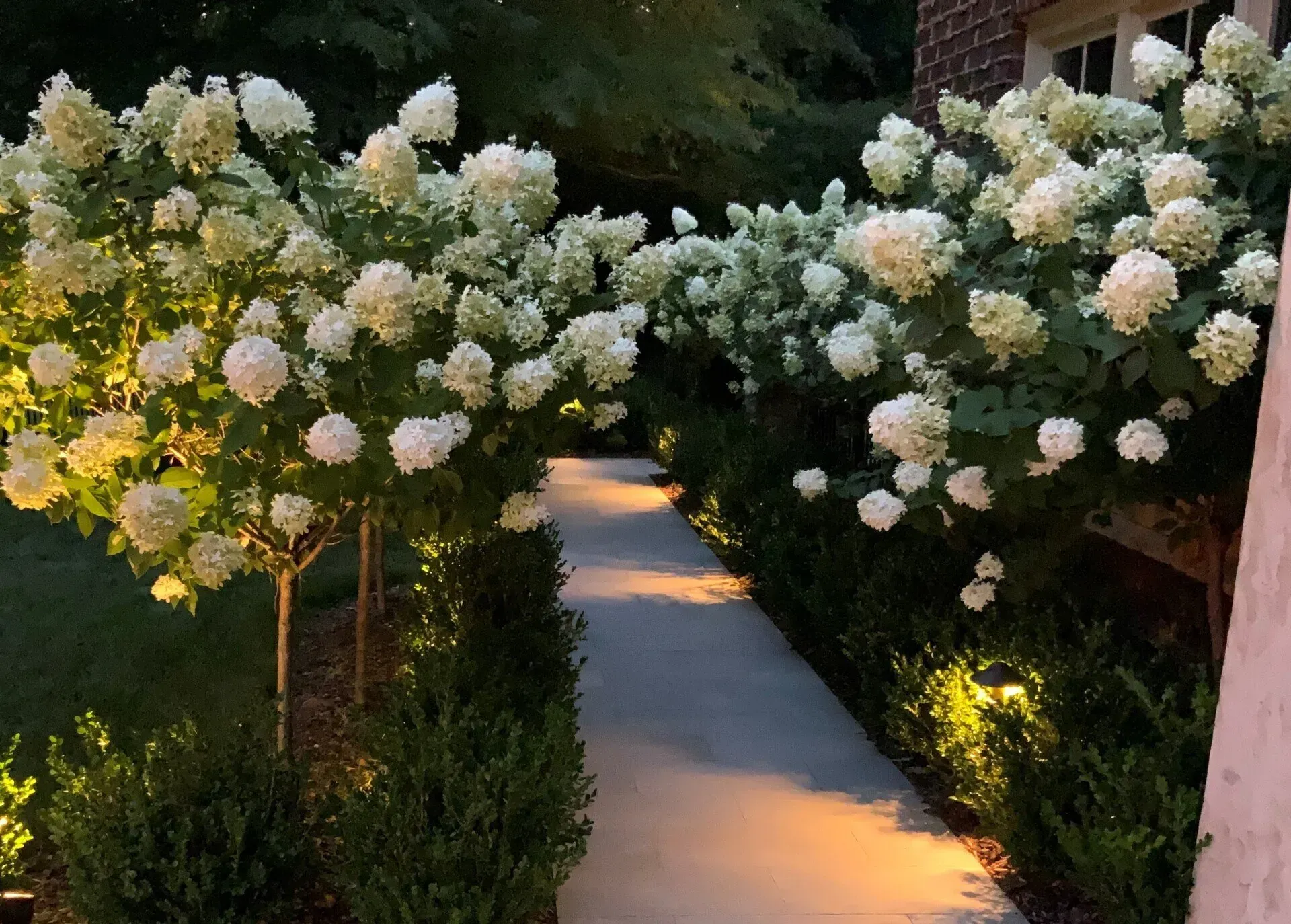 Concrete pathway with glowing ground lights flanked by box hedges and white hydrangea trees.