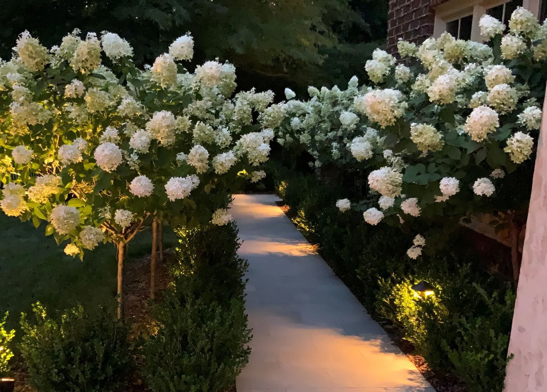 Lit pathway flanked by white hydrangea trees and green shrubs.
