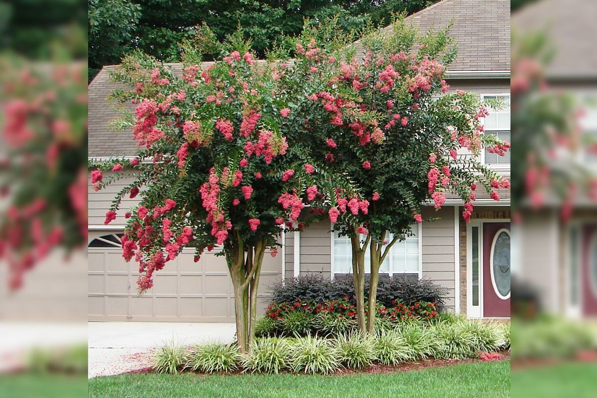 Pink flowering tree in front of a house