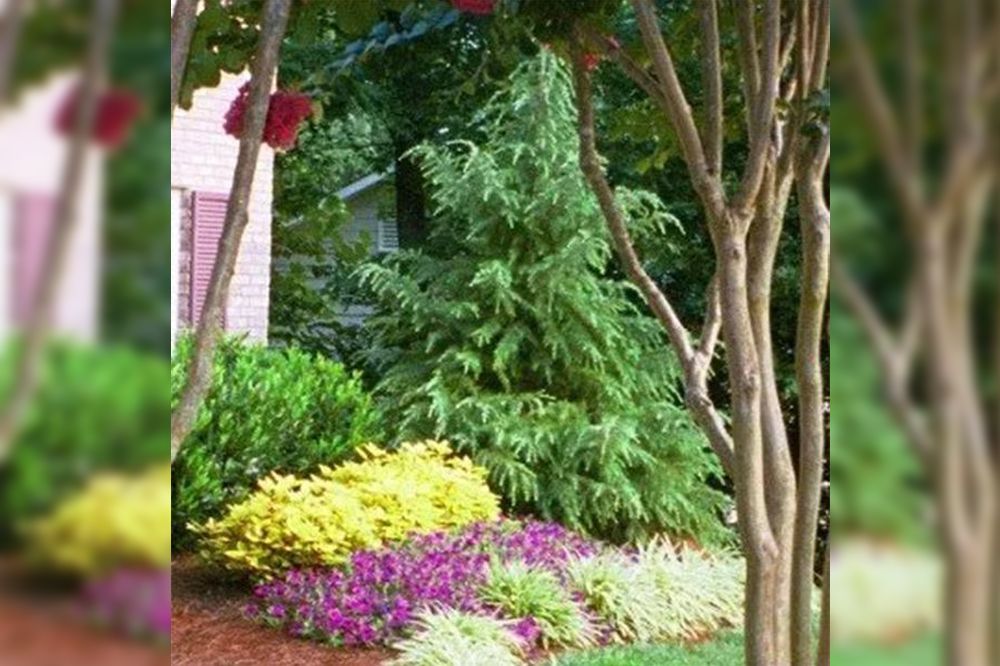 A well-landscaped garden with a tall evergreen tree, flowering plants, and shrubs.