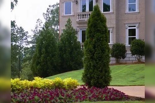 Landscaped yard with cone-shaped trees, flowers, and a house with windows.