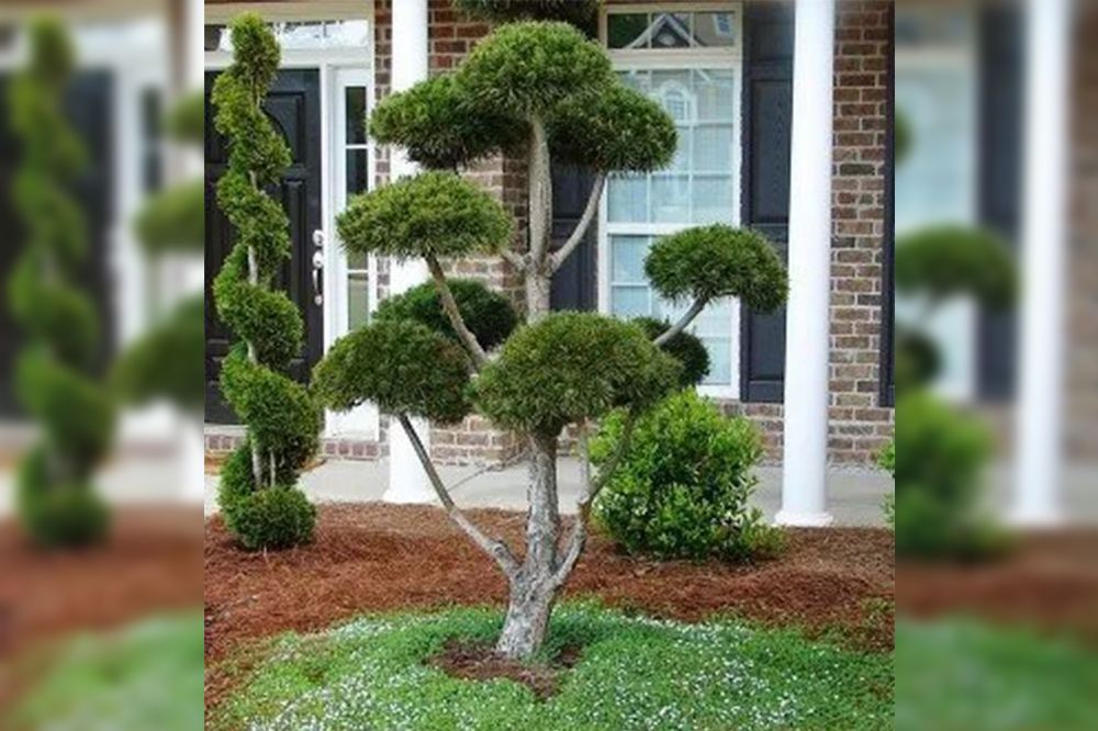 Topiary trees in front of a brick house, sculpted in artistic shapes: spirals and rounded forms.