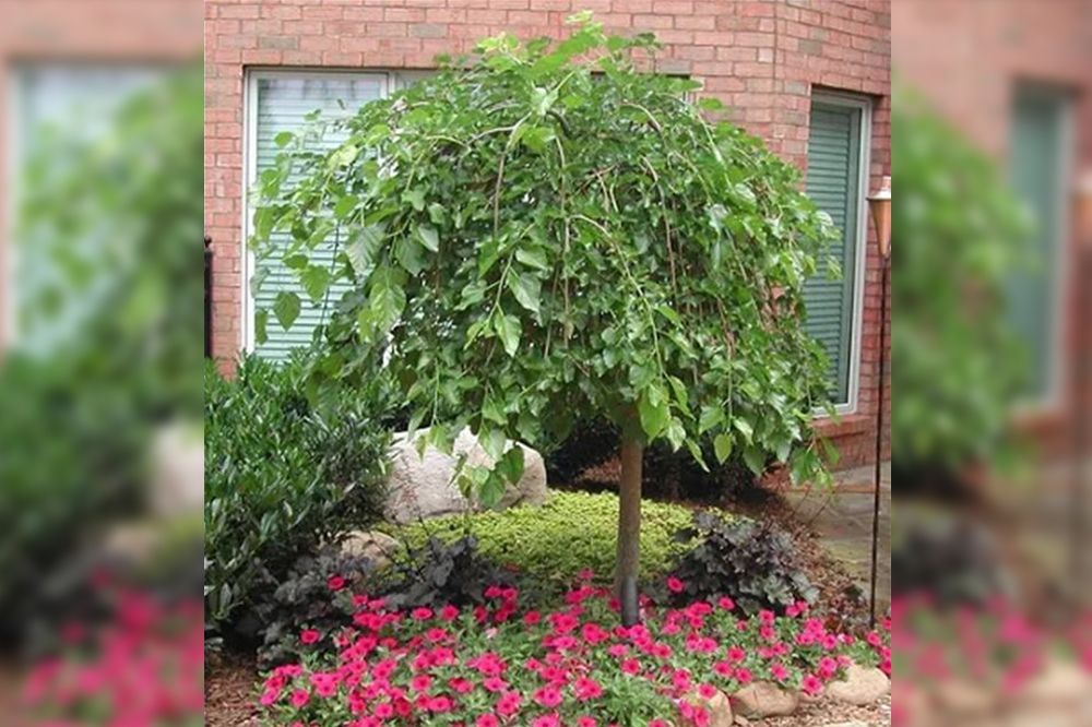 A weeping tree with green leaves, surrounded by red flowers and landscaping against a brick wall.