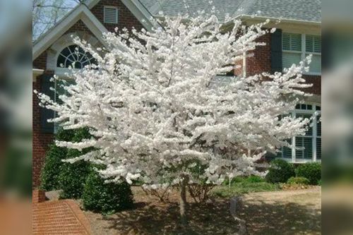 White flowering tree in front of a brick house.