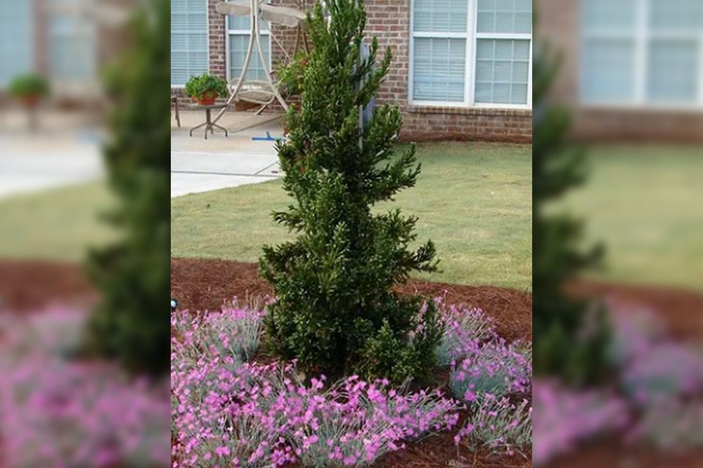 Green shrub surrounded by pink flowering plants in a landscaped yard.